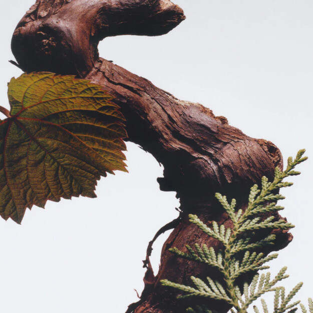 duo cyprès et vigne