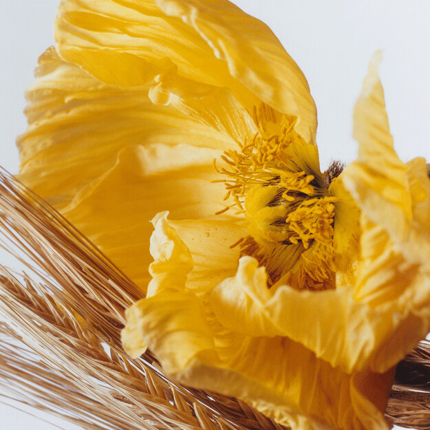 eau de cologne poppy barley