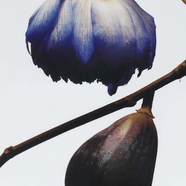 eau de cologne figue et fleur de lotus
