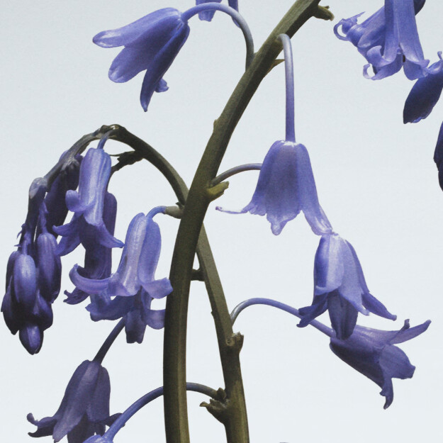 crème pour le corps wild bluebell