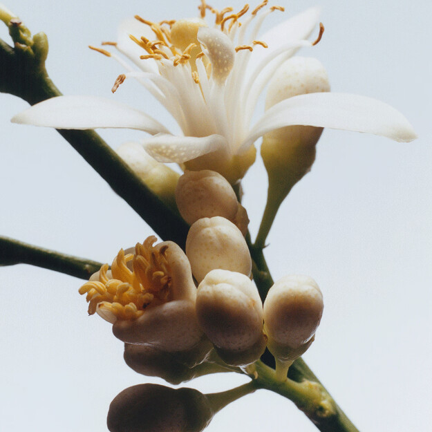 diffuseur fleur doranger