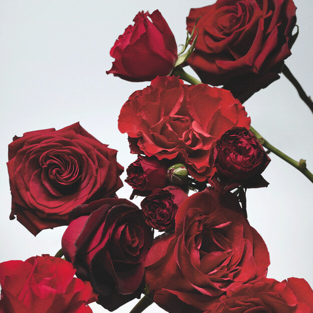 lotion pour le corps et les mains roses rouges