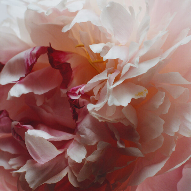 recharge en daim pivoine et rose